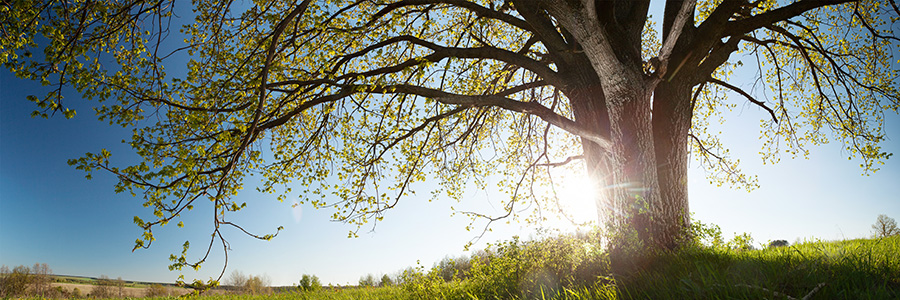 An old tree in a field